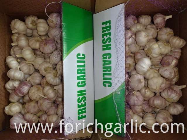 Fresh Garlic Export